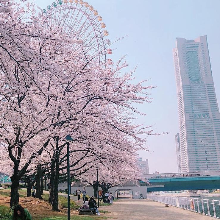 みなとみらいdeお花見！！