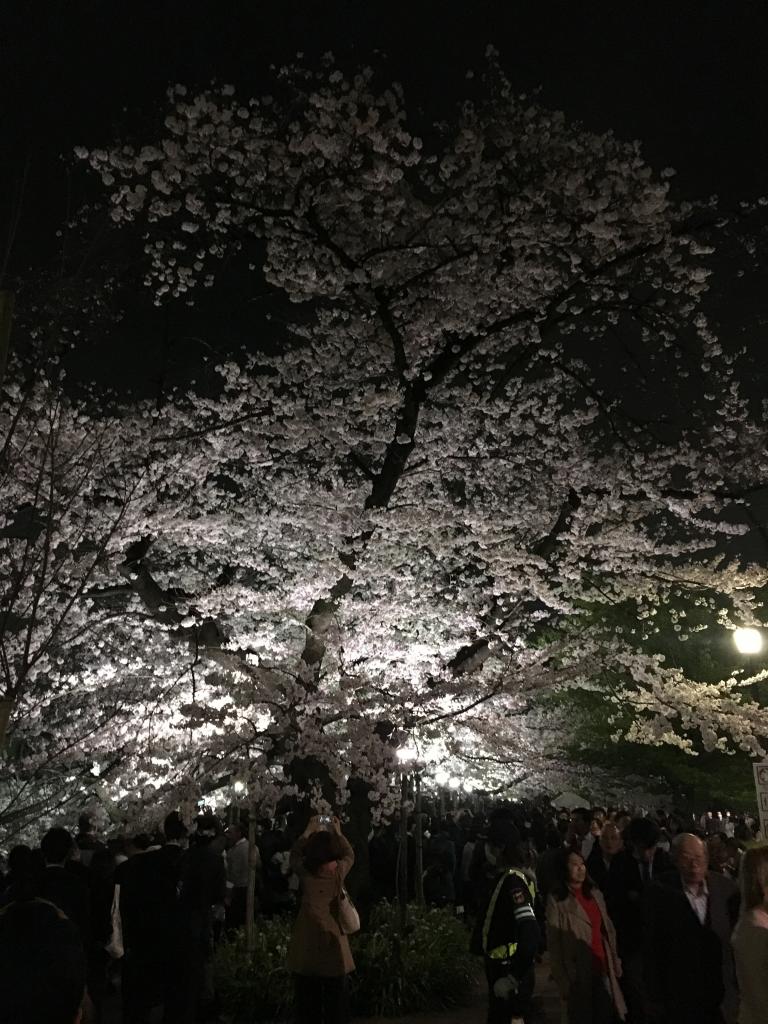 もう満開？？千鳥ヶ淵の夜桜をで確認してきました。