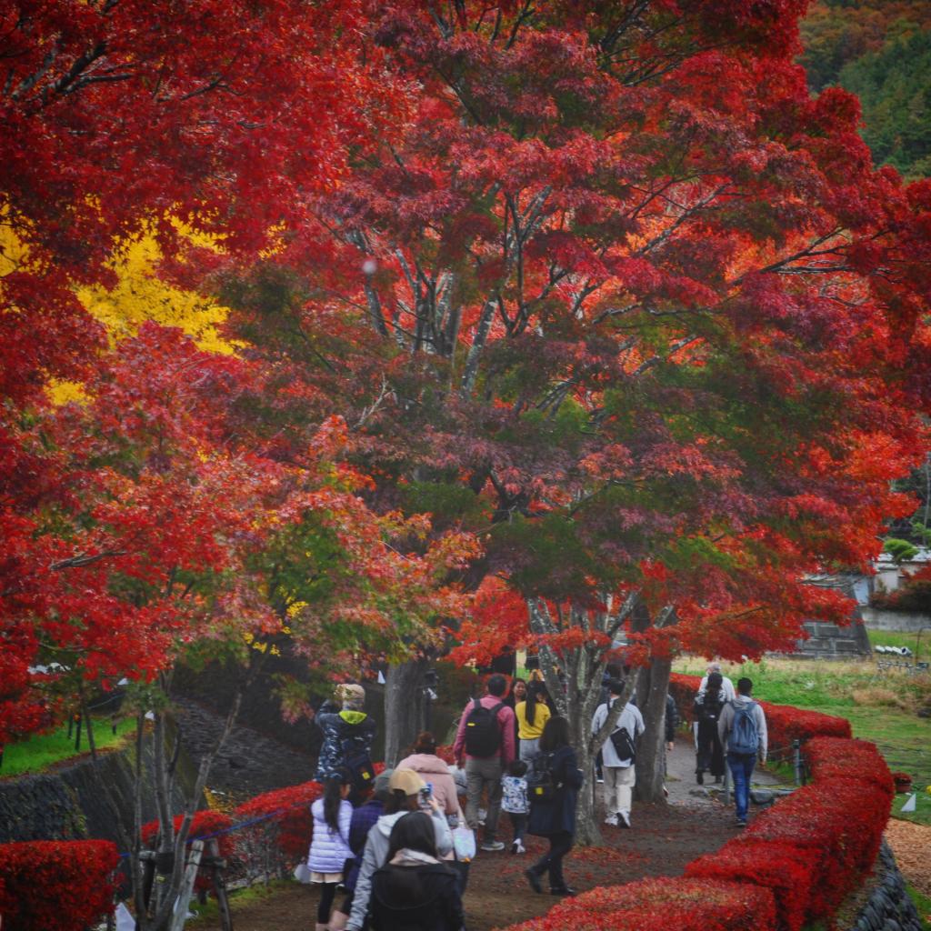 紅葉狩り