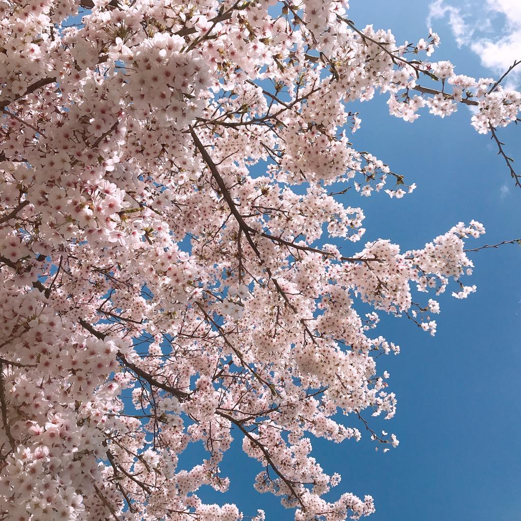 桜