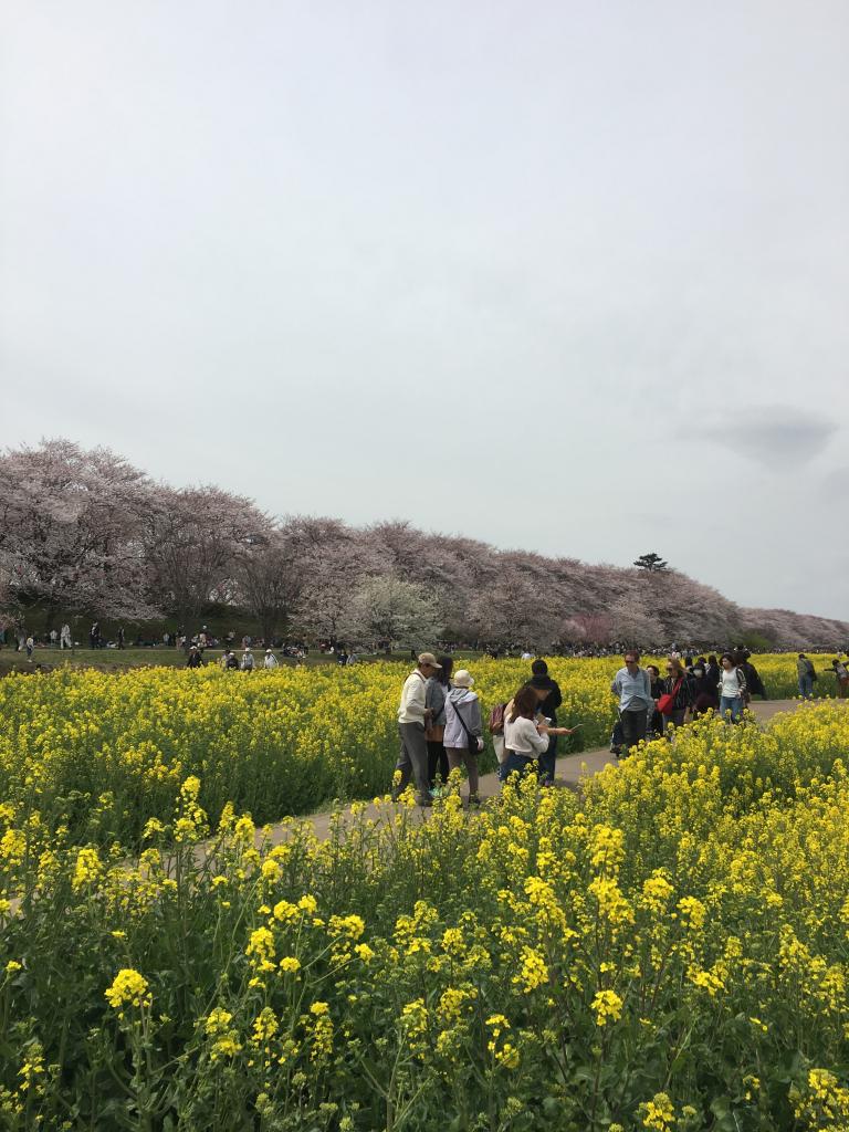 桜、満開です。